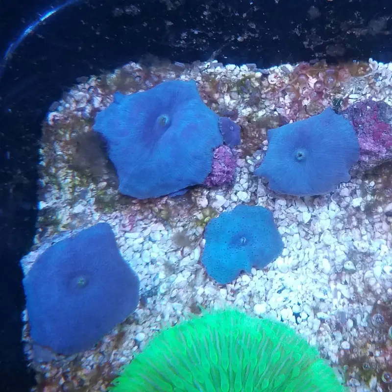 Blue Mushroom Frag - Single Polyp