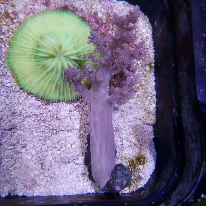 Broccoli Coral - Nephthea/Litophyton sp.