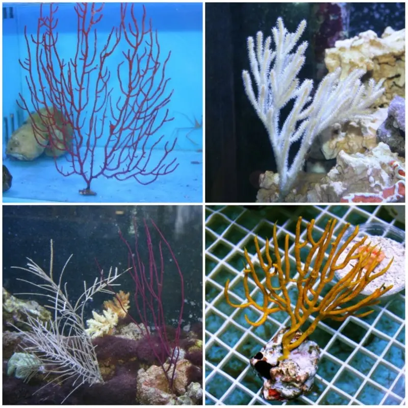 Caribbean Gorgonian/Sea Fan - Small/Medium