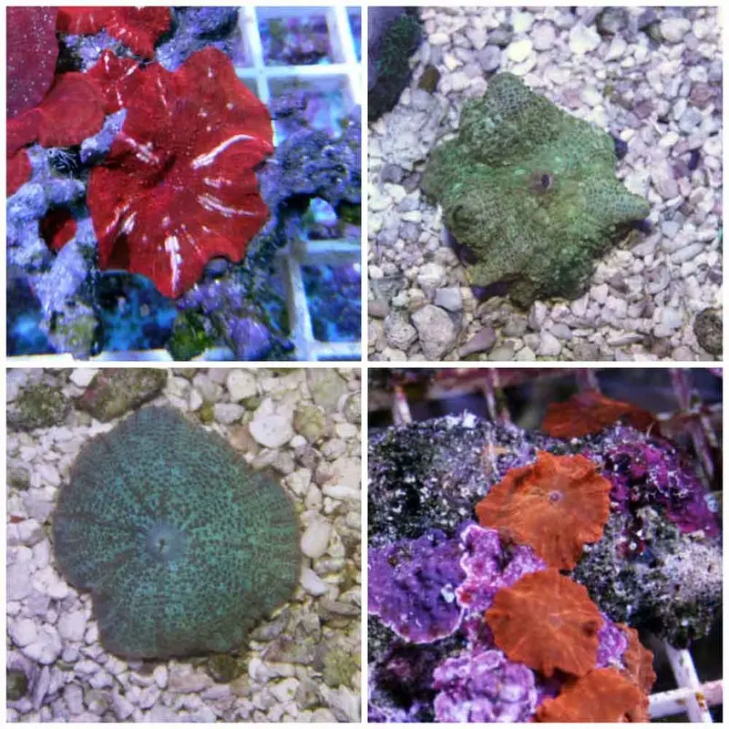 Colored Mushroom Frag - Single Polyp