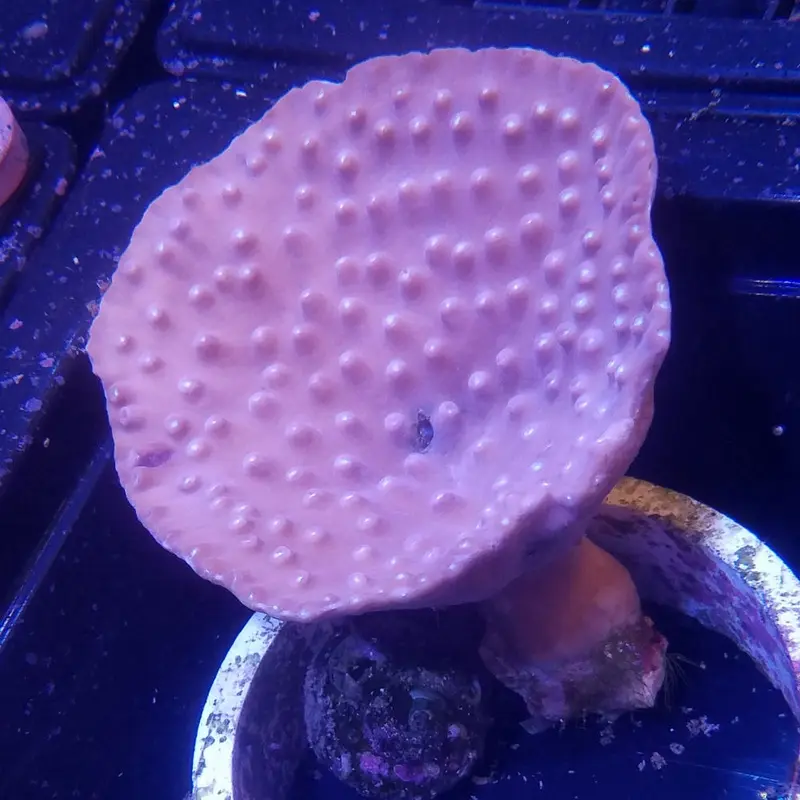 Cup-shaped Scroll Coral - Turbinaria sp.