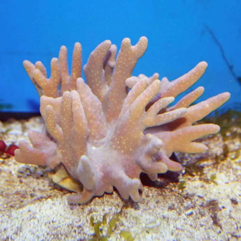 Devil's Hand Coral - Lobophytum sp. - Large