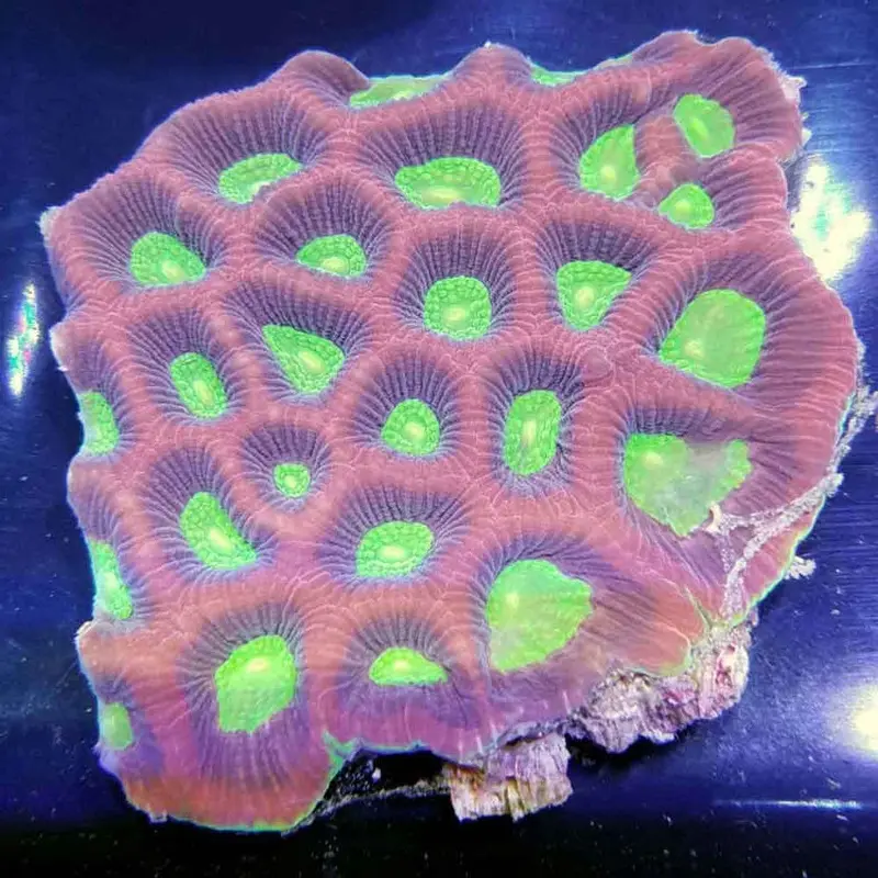 Dragon Soul Favia - Favia sp.