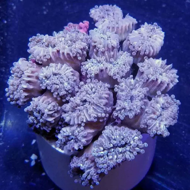 Grape Cristata Torch Coral - Euphyllia cristata