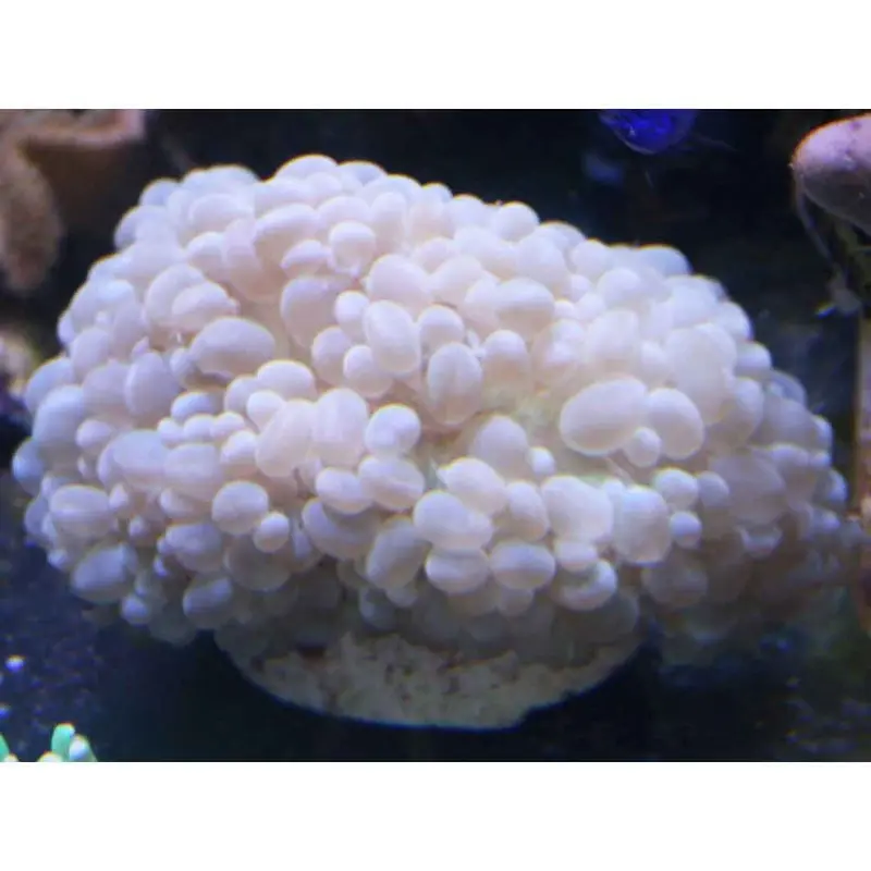 Green Bubble Coral - Plerogyra sp. - Medium/Large