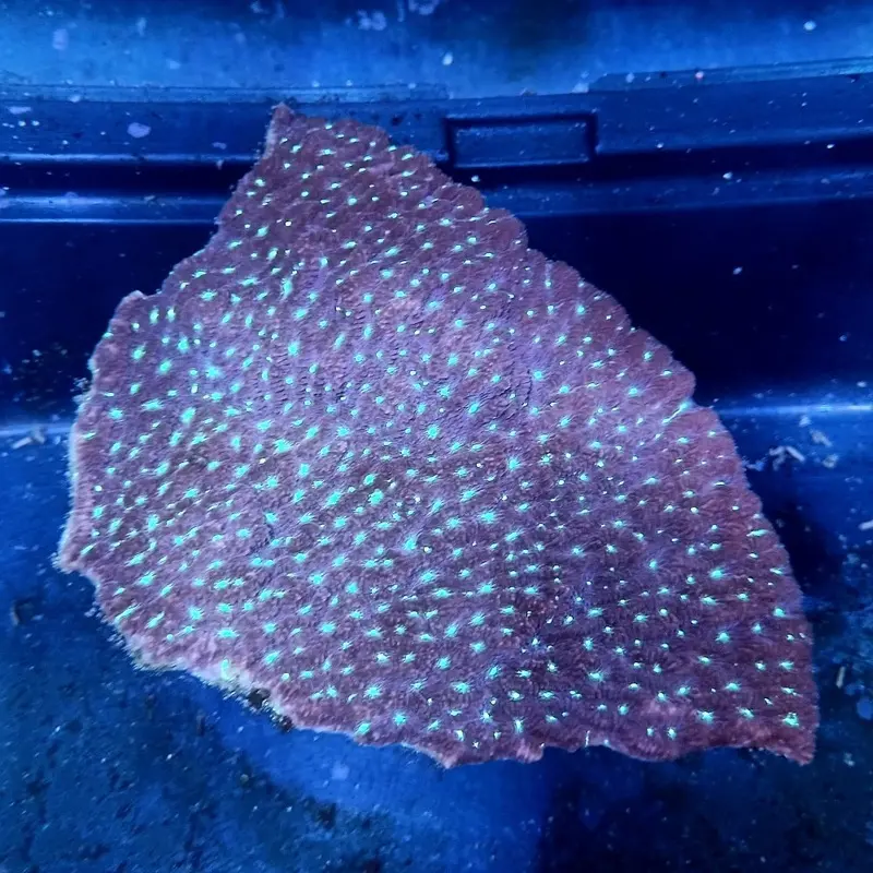 Green-eyed Merulina Coral - Merulina sp.