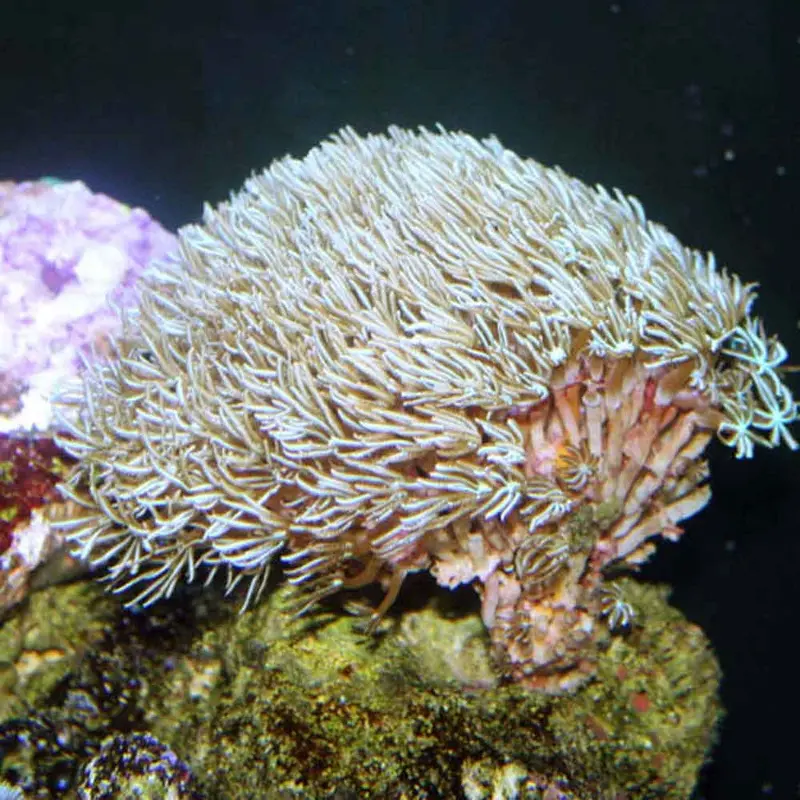 Green Pipe Organ Coral - Tubipora musica