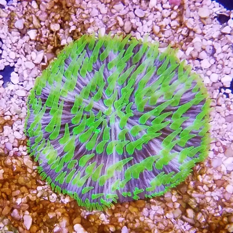 Green-tentacled Plate Coral - Fungia sp.