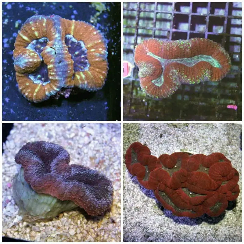 Multicolor Tooth Coral - Lobophyllia sp. - Small/Medium