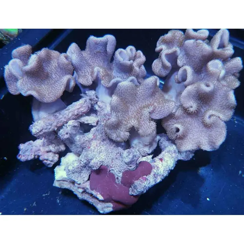 Multihead Toadstool Rock - Sarcophyton sp.