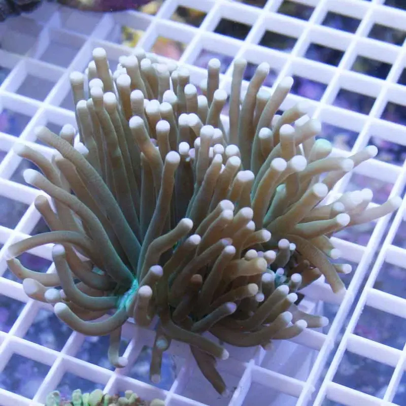 Neon Green Long Tentacled Plate Coral - H. actiniformis
