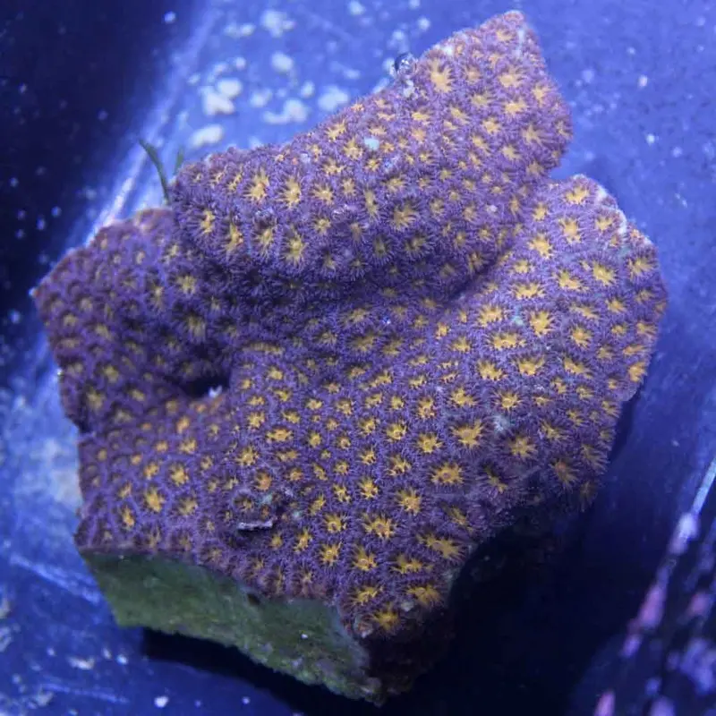 Orange Leptastrea Coral - Leptastrea sp.