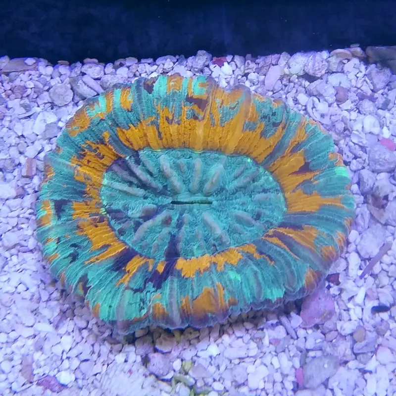 Paint Splatter Open Brain - Trachyphyllia geoffroyi