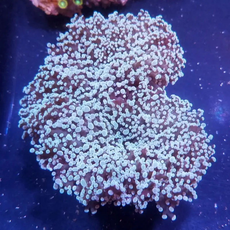 Purple/Pink Wall Frogspawn Coral - Euphyllia divisa