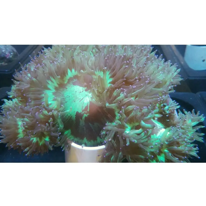 Purple-tip Elegance Coral - Catalaphyllia jardinei - Medium/Large