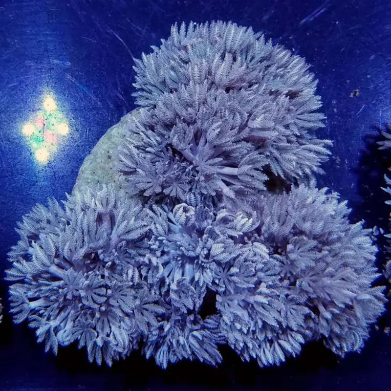 Red Pom Pom Xenia - Xenia sp.