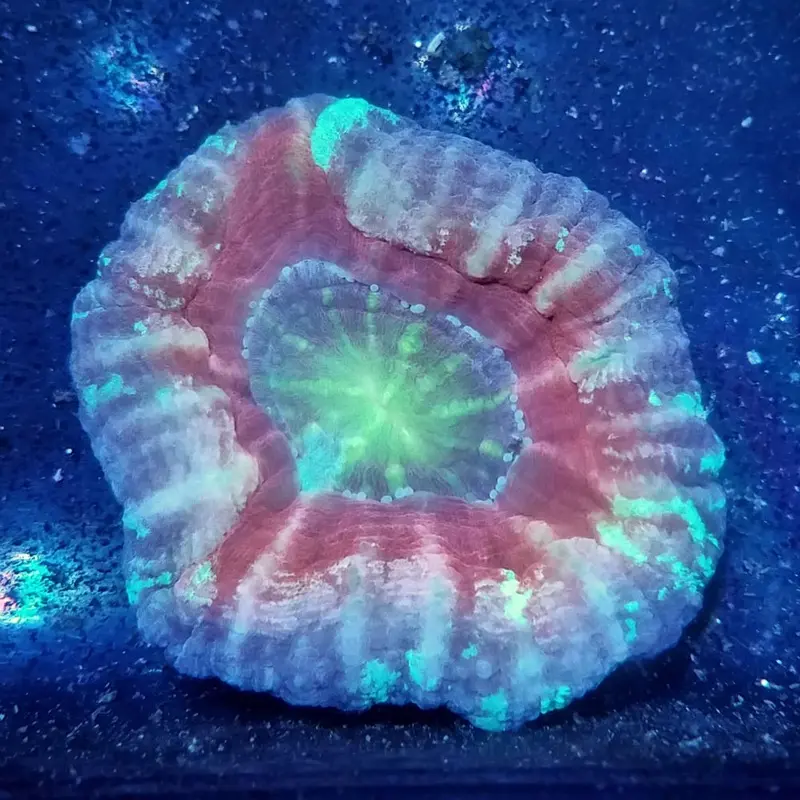 Tricolor Aussie Button Coral - Scolymia australis