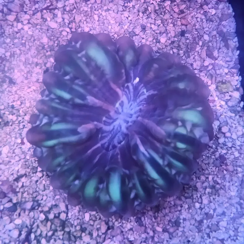 Ultra Aussie Cynarina - Cynarina lacrymalis