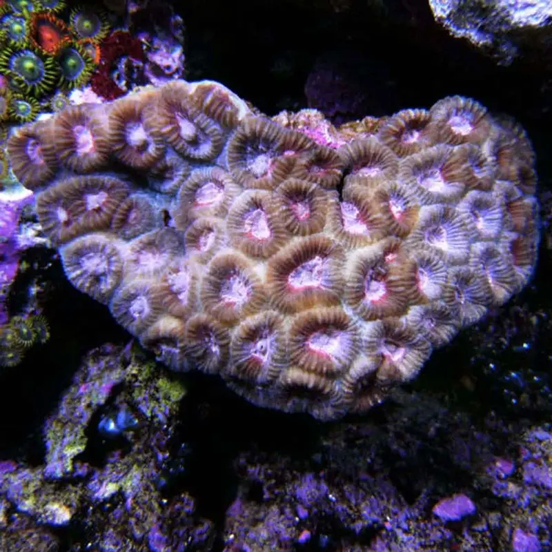 Ultra Aussie Moon Coral - Favia/Favites sp.