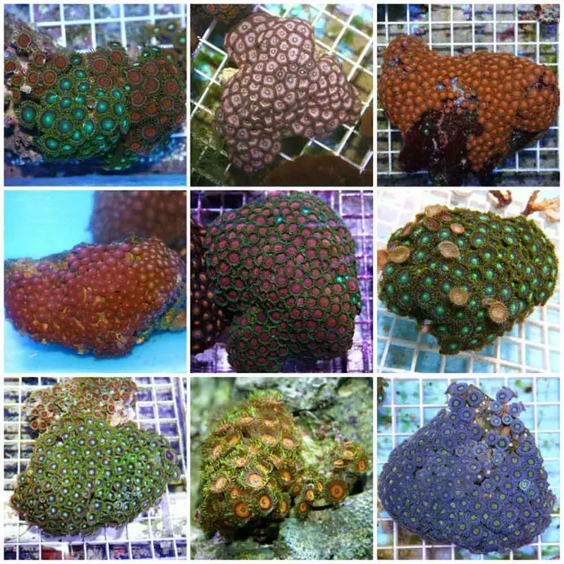 Ultra Color Polyp Rock - Medium