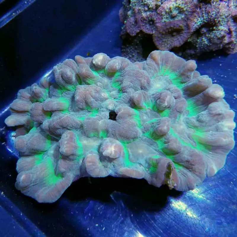 Ultra Green Pectinia - Pectinia sp.