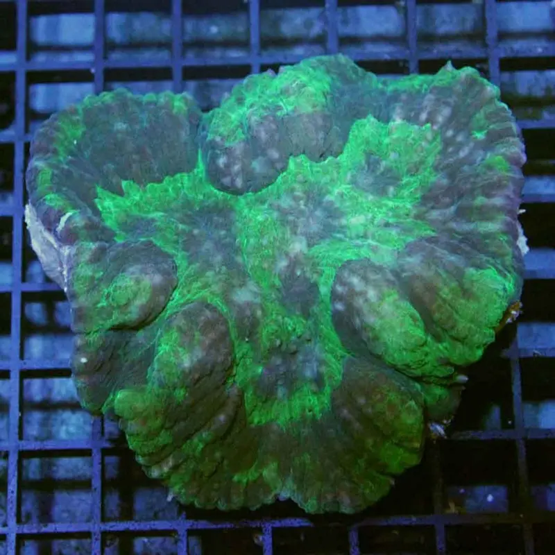 Ultra Green Tooth Coral - Lobophyllia sp. - Large