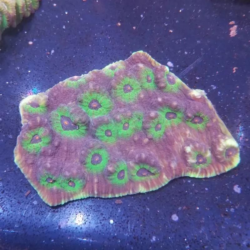 Ultra Neon Mycedium - Mycedium sp.