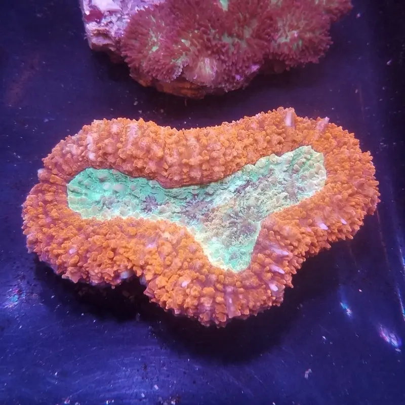 Ultra Neon Red & Green Tooth Coral - Lobophyllia sp.