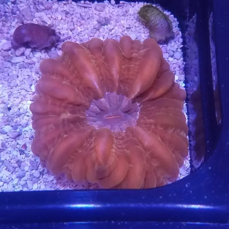 Ultra Red Cynarina - Cynarina lacrymalis