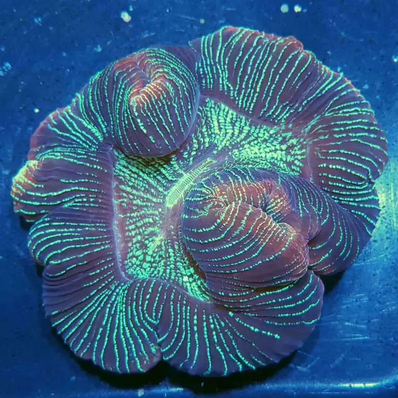 Ultra Striped Open Brain - Trachyphyllia geoffroyi
