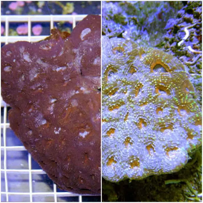 Acanthastrea echinata - Medium