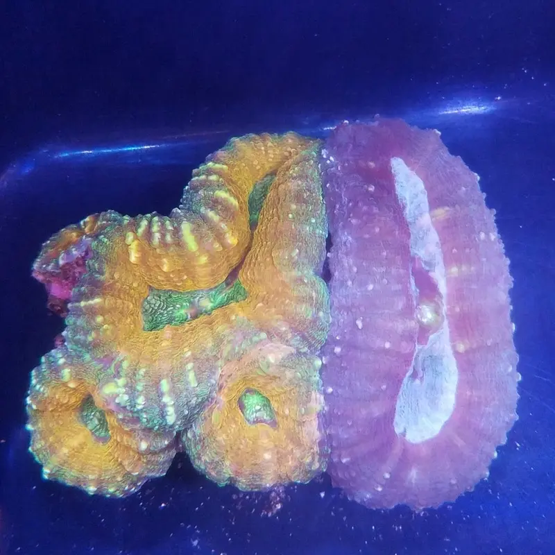 Bicolor Tooth Coral - Lobophyllia sp.