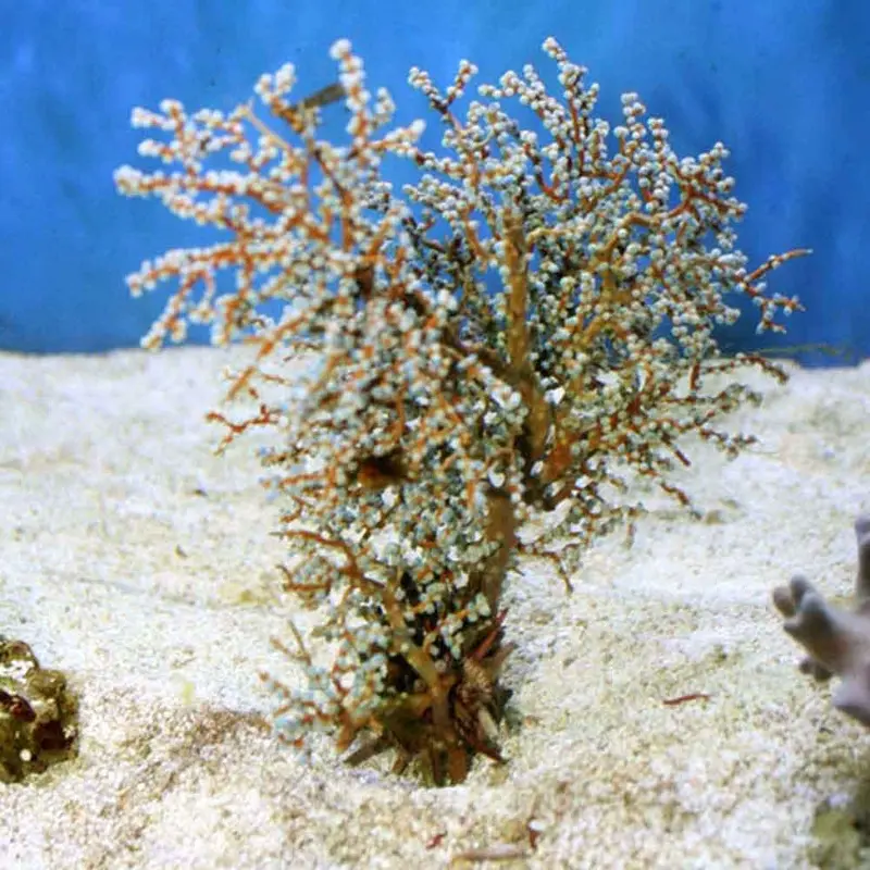 Blueberry Gorgonian - Guaiagorgia sp. - Large