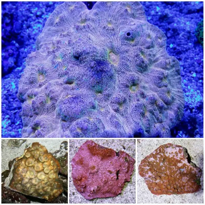Colored Chalice Coral - Echinophyllia sp. - Large