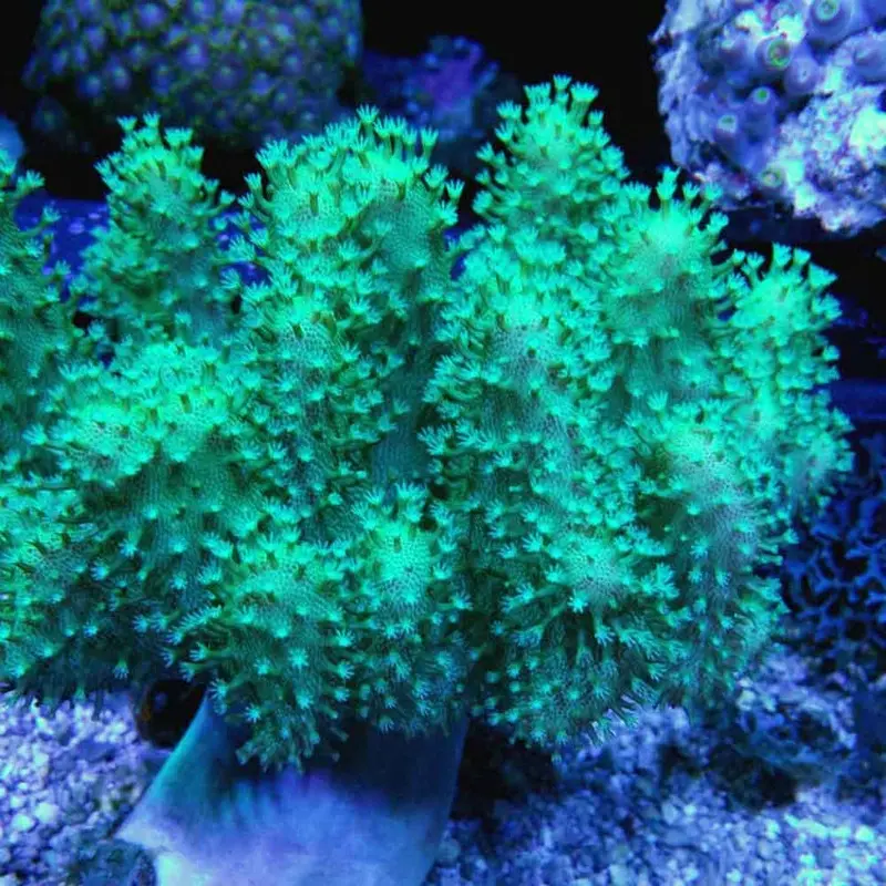 Green Devil's Hand Coral - Lobophytum sp. - Large
