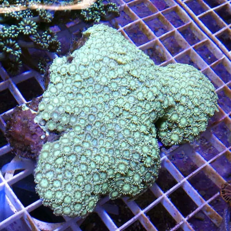 Green Encrusting Goniopora - Goniopora sp. - Medium