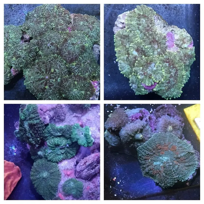 Green Hairy Mushroom Rock - Rhodactis sp. - Large