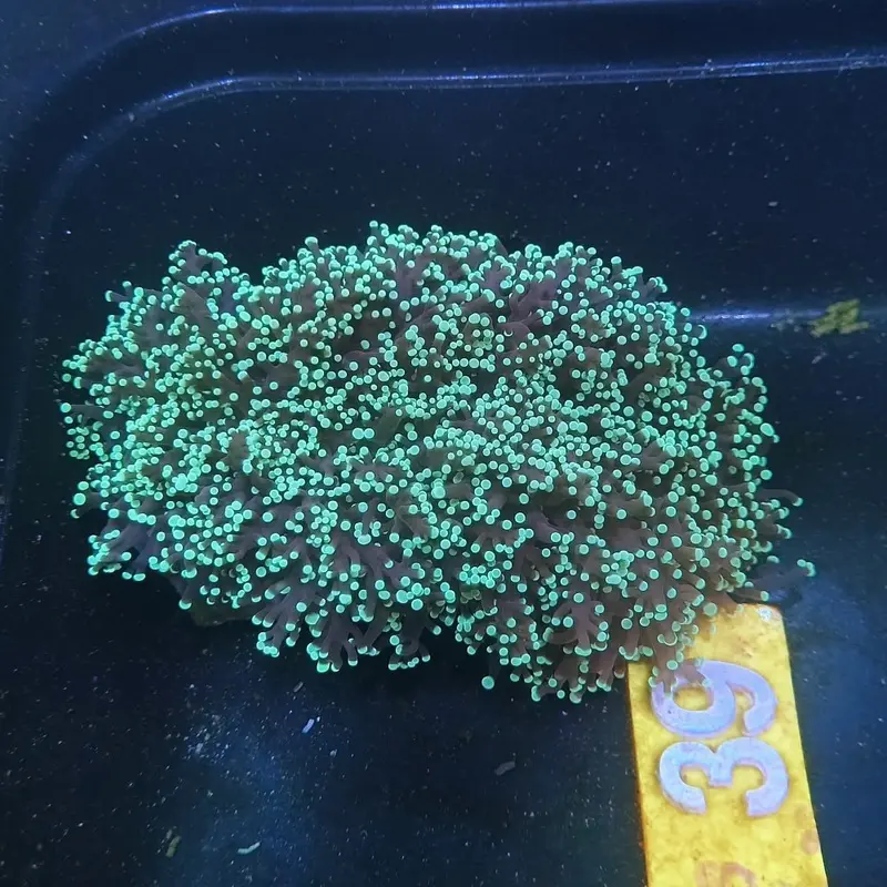 Greentip Wall Frogspawn Coral - Euphyllia divisa