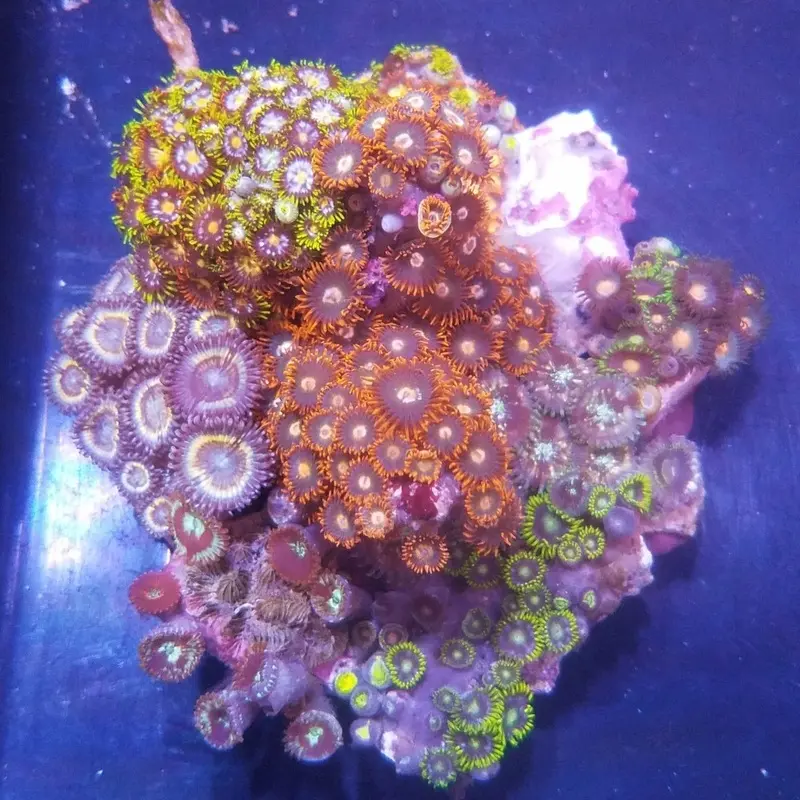 Many-colored Polyp Rock - Zoanthus/Palythoa sp.