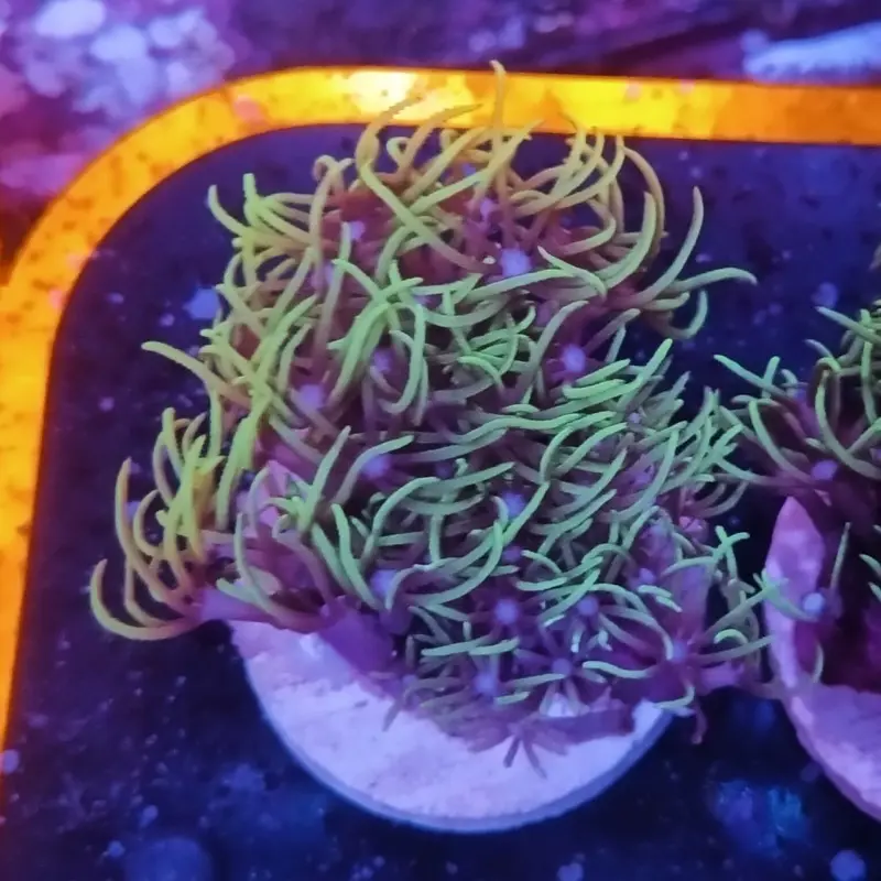 Metallic Green Star Polyp Frag - Pachyclavularia sp.