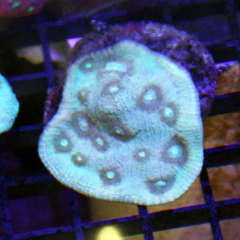 Mike The Mycedium Frag - Mycedium sp. (ACI)