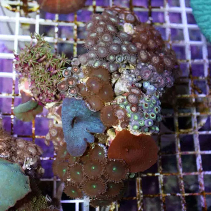 Mini Reef Rock - Medium