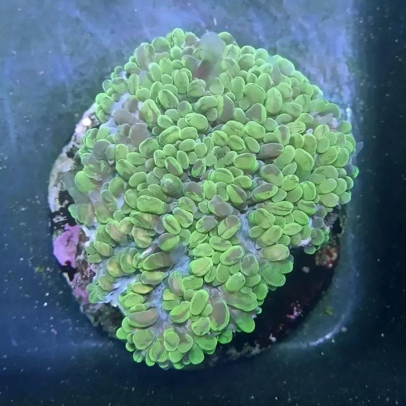Neon Green Pearl Bubble Coral - Physogyra sp.