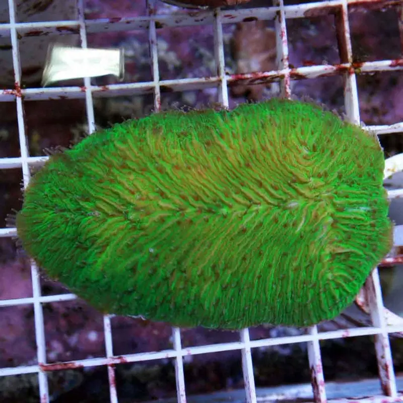 Neon Green Tongue Coral - Herpolitha sp.