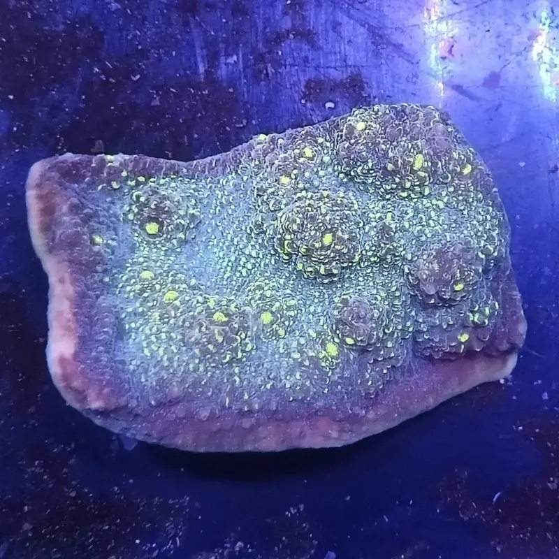 Neon Speckled Chalice Coral - Echinophyllia sp.