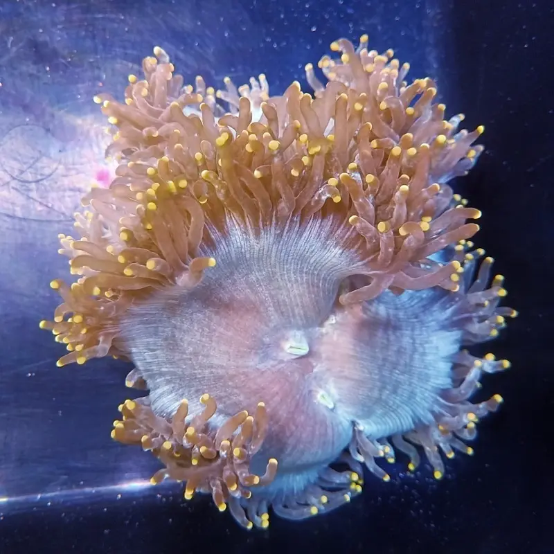 Orange-tipped Aussie Elegance Coral - Catalaphyllia jardinei