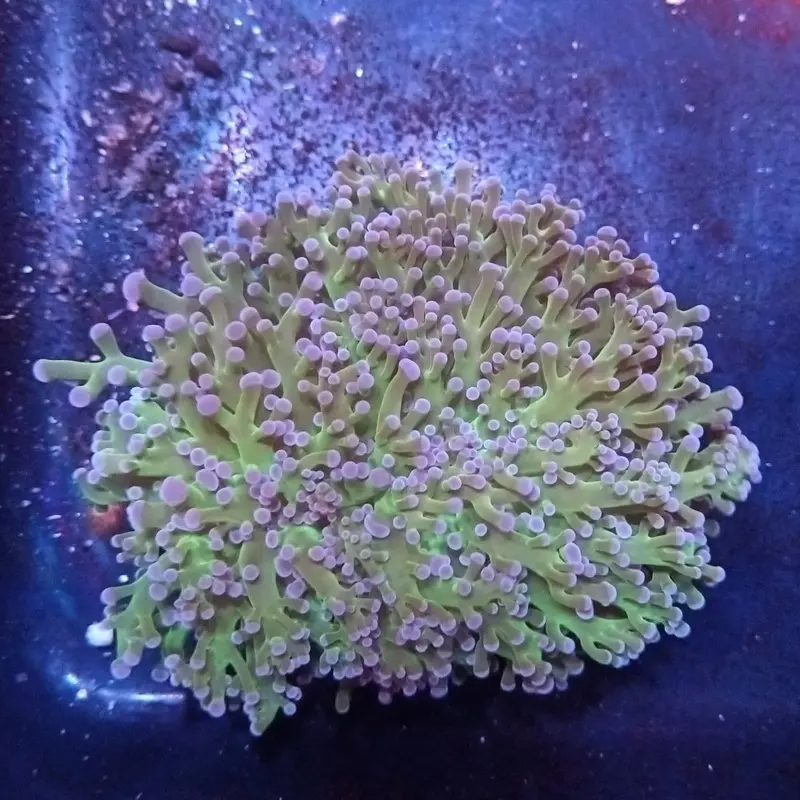 Purpletip Green Wall Frogspawn Coral - Euphyllia divisa