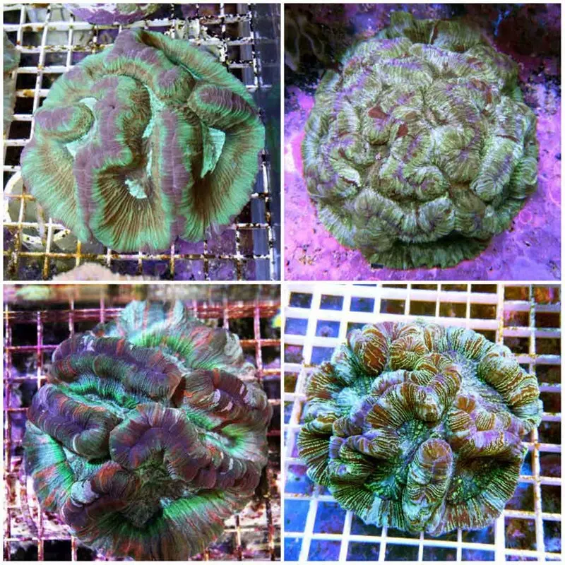 Rainbow Dome Open Brain - Trachyphyllia geoffroyi