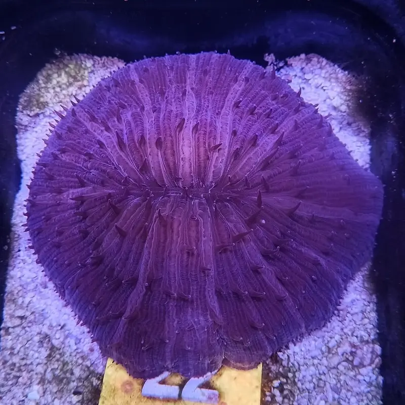 Red Plate Coral - Cycloseris/Fungia sp.