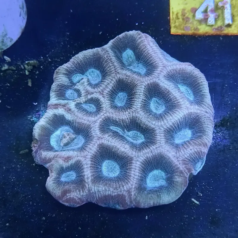 Reverse Prism Favia - Favia sp.